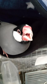 夢観鳥