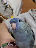 おかんぢゃ