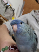 おかんぢゃ