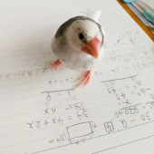 まめゆき