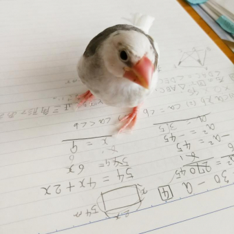 まめゆき