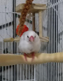 すのう