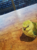 さとぽ