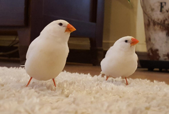 Ayaa