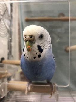 つくね飼い