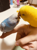 きーすい