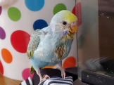 ピノっち