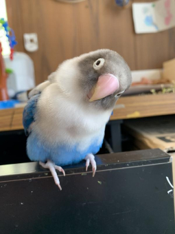 あずあず