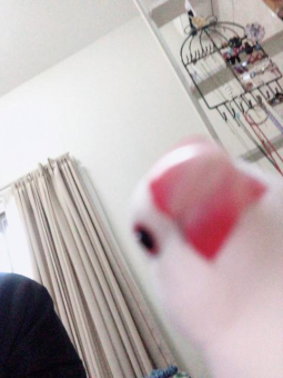 しまこ