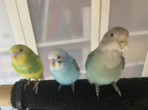 ミケ
