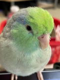 ちゃこちゃん