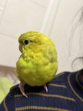 マロロン