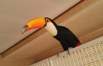 tocotoucan