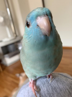 よもぎの飼い主