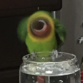 雲南