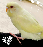 Polly