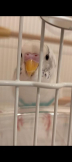 kikiちゃん