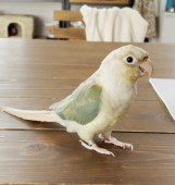 きゅーり