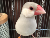 ばすとろにすと
