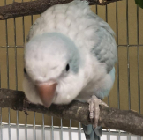 しゃら