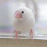 あゆっぷ