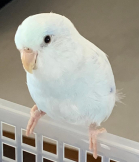 えりラピ