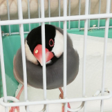 ぽぴたん