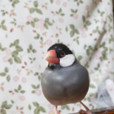 なおペペ