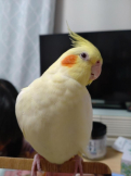 ぴこな