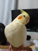ぴこな