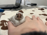 miso