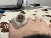 miso