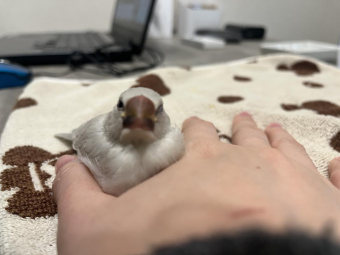 miso