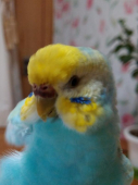 macha
