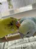 ハスカ