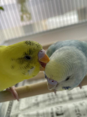 ハスカ