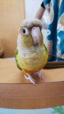 まめのママ