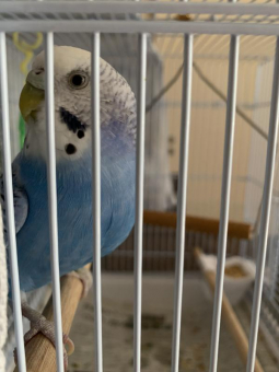 ふぇっちょ