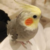 みっし