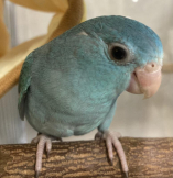 オマメ