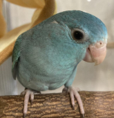 オマメ