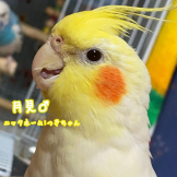 月見の飼い主