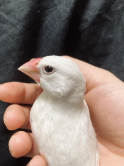 なつめ