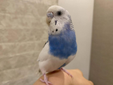 まきの