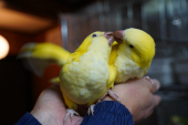 インコとメダカ屋さん