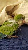 さるたんたんたん