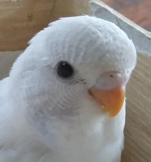しろぴレモン