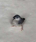 あやもえ