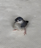 あやもえ