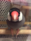くろぶんちょー